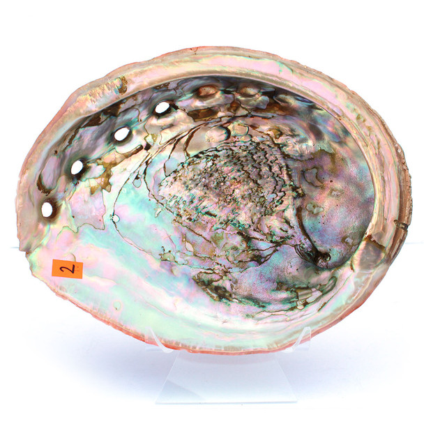 Red Abalone Collector Shell # 2