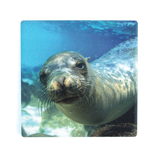Underwater Seal Coaster