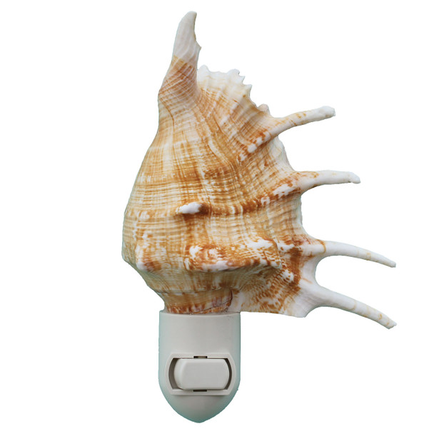 Lambis Shell Nigh Light On