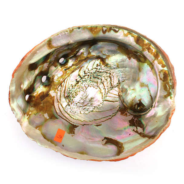 Red Abalone #6