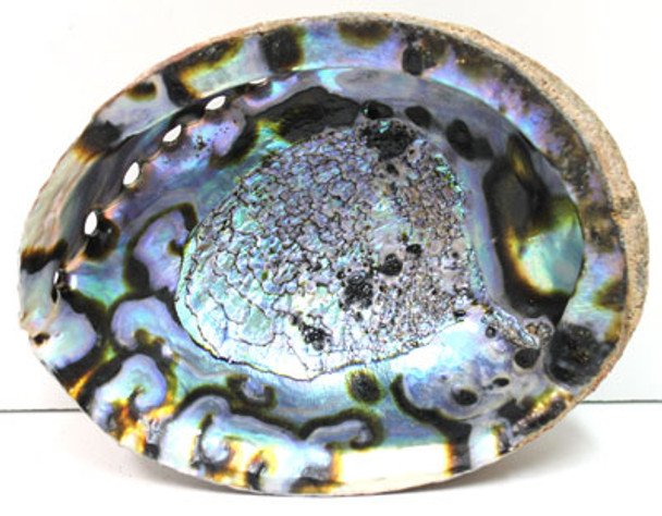 5-6" Blue/Green Abalone Shell