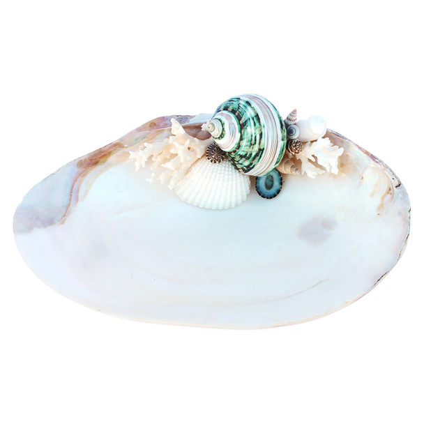 Green Banded Turbo - Large Oyster Ring Dish