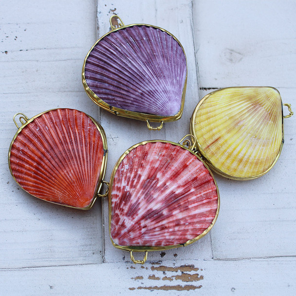 Colorful Pectin Shell Coin Purses - Assorted Set of 4