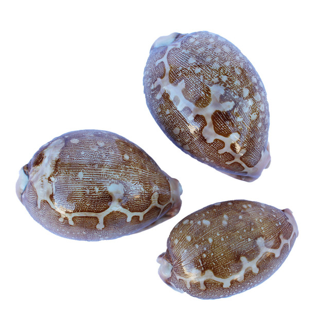 Map Cowrie Shell