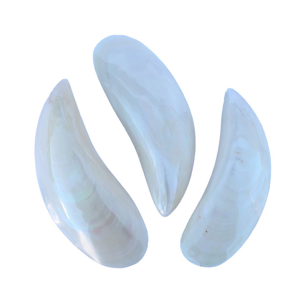 Polished Mussel Pair