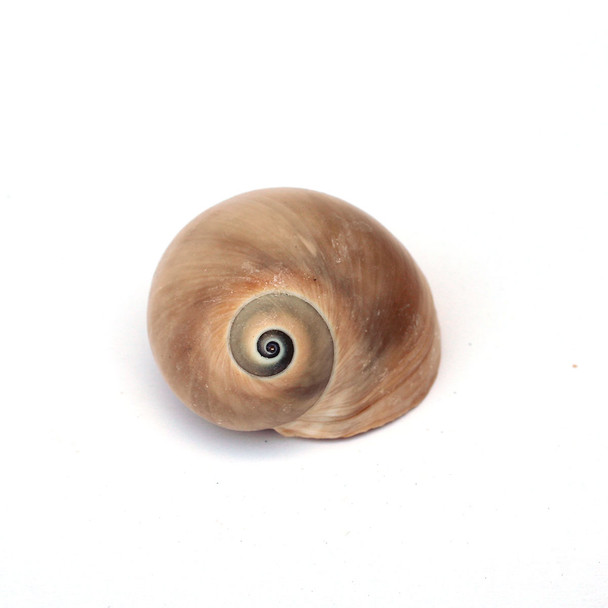 Shark Eye Moon Shell