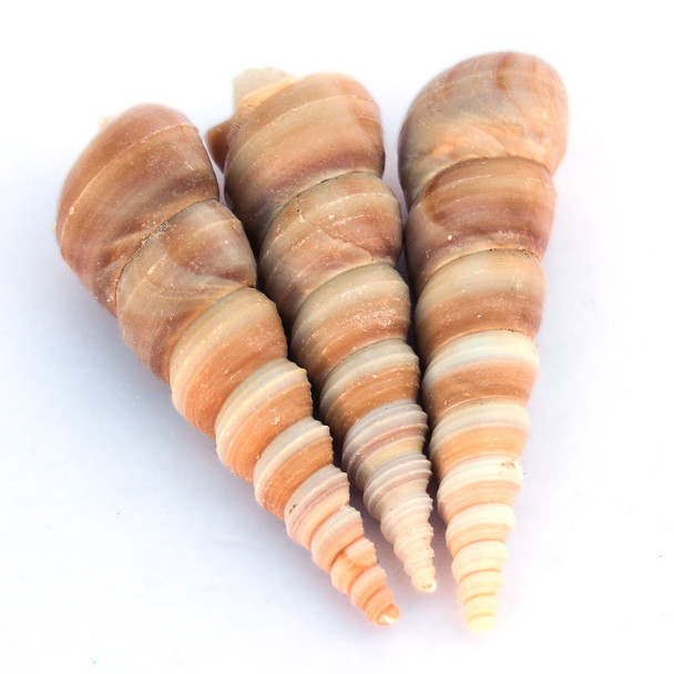 Brown Turitella Shells