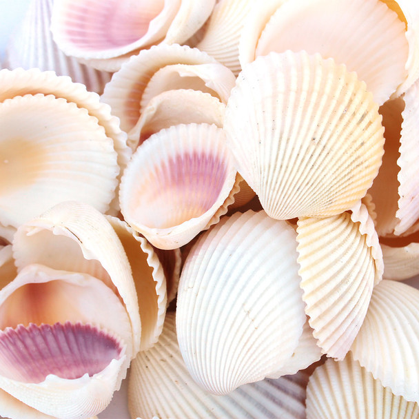 White Cockle Shells