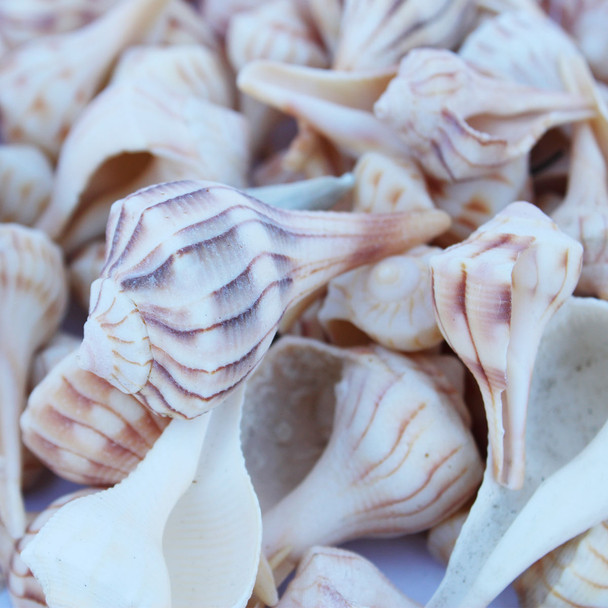 Mini Whelk Shells