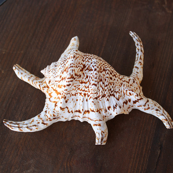 Chiragra Spider Conch Seashells - Lambis Chiragra - California