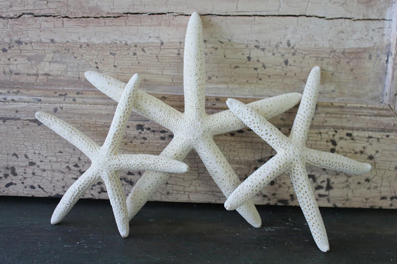 Keeping Dried Starfish Clean and Odor-Free