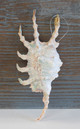 Large Lambis Scorpion Glitter Ornament - Made in Huntington Beach, California, USA