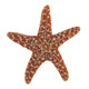 Large Sugar Starfish