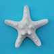 White Bumpy Starfish Magnet