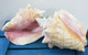Pink Conch Shells