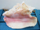Pink Conch Seashell