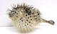 7-8" Puffer Fish