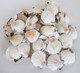 Colorful Pectin Craft Seashells - 1 Pound