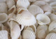 White Arca Seashells - 1 Pound