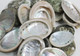 Baby Abalone Shells - 1 Pound
