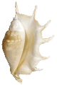 Truncata Spider Conch Seashell