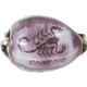 Scorpio Carved Cowrie