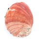 Outside Red Abalone - Collector Shell #1