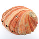 Collector - California Red Abalone Shell #6