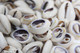 Sliced cowrie shells