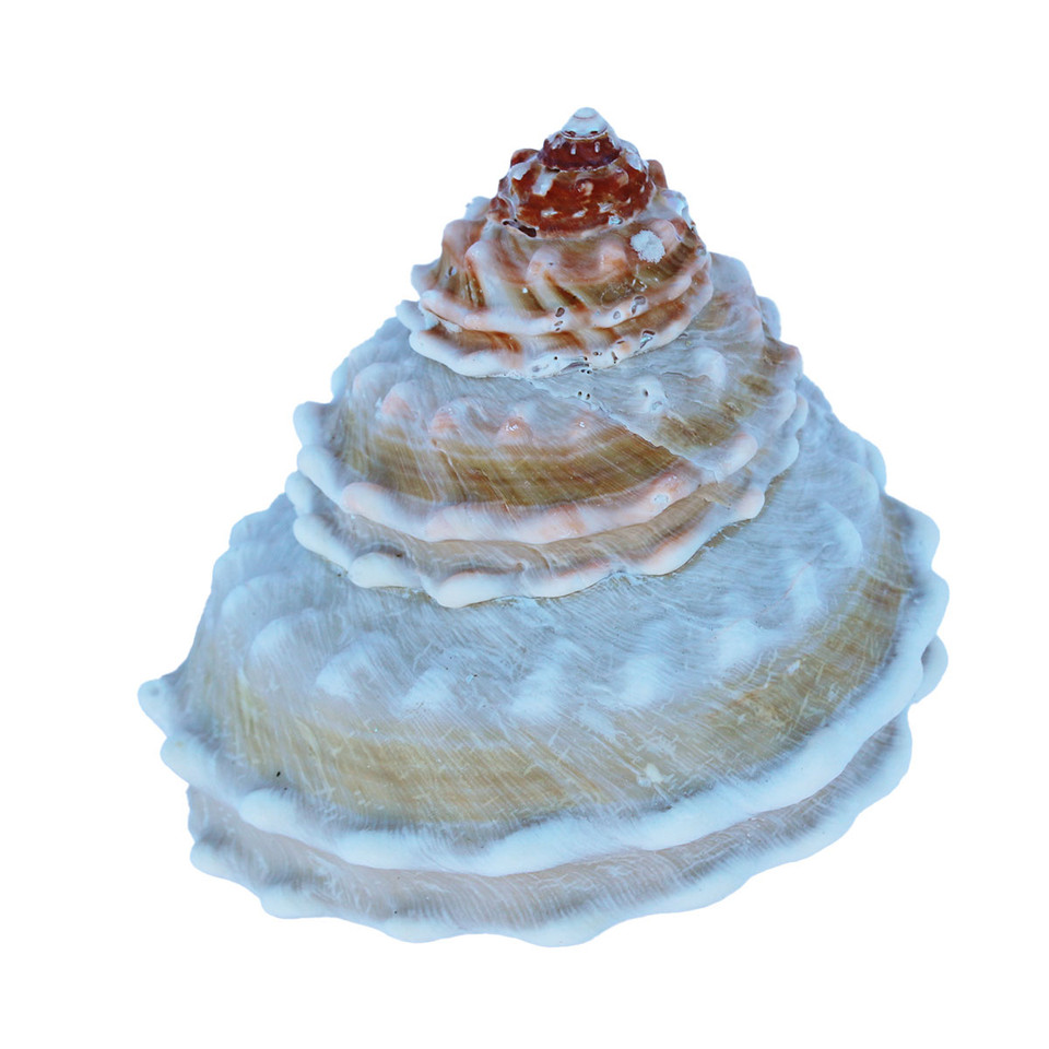 Turban Shells - Turbo Seashells - Decorative Shells - California ...