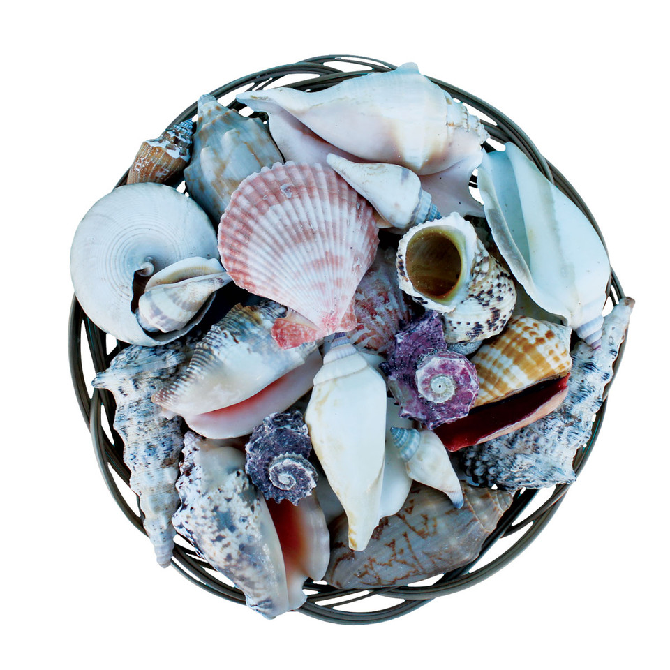 4 Inch Shell Basket Assorted Craft Shells California Seashell Company