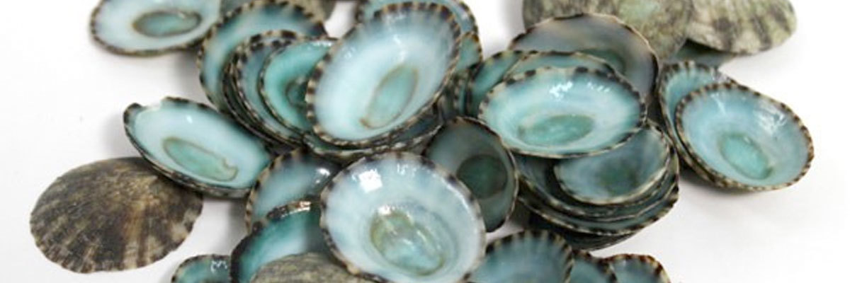 Small Seashells for Sale - Sea Shell Crafts - California Seashell