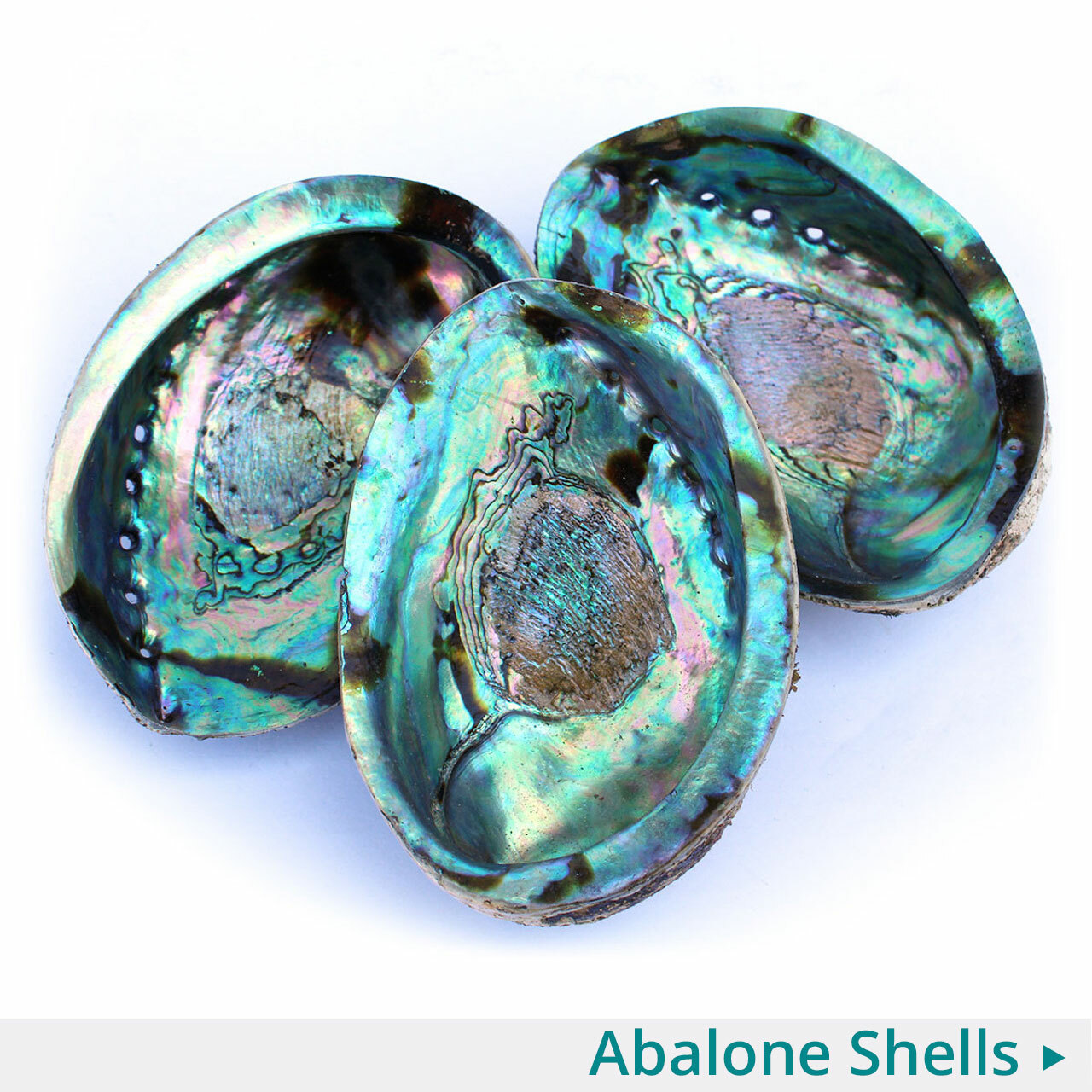 Abalone Shells