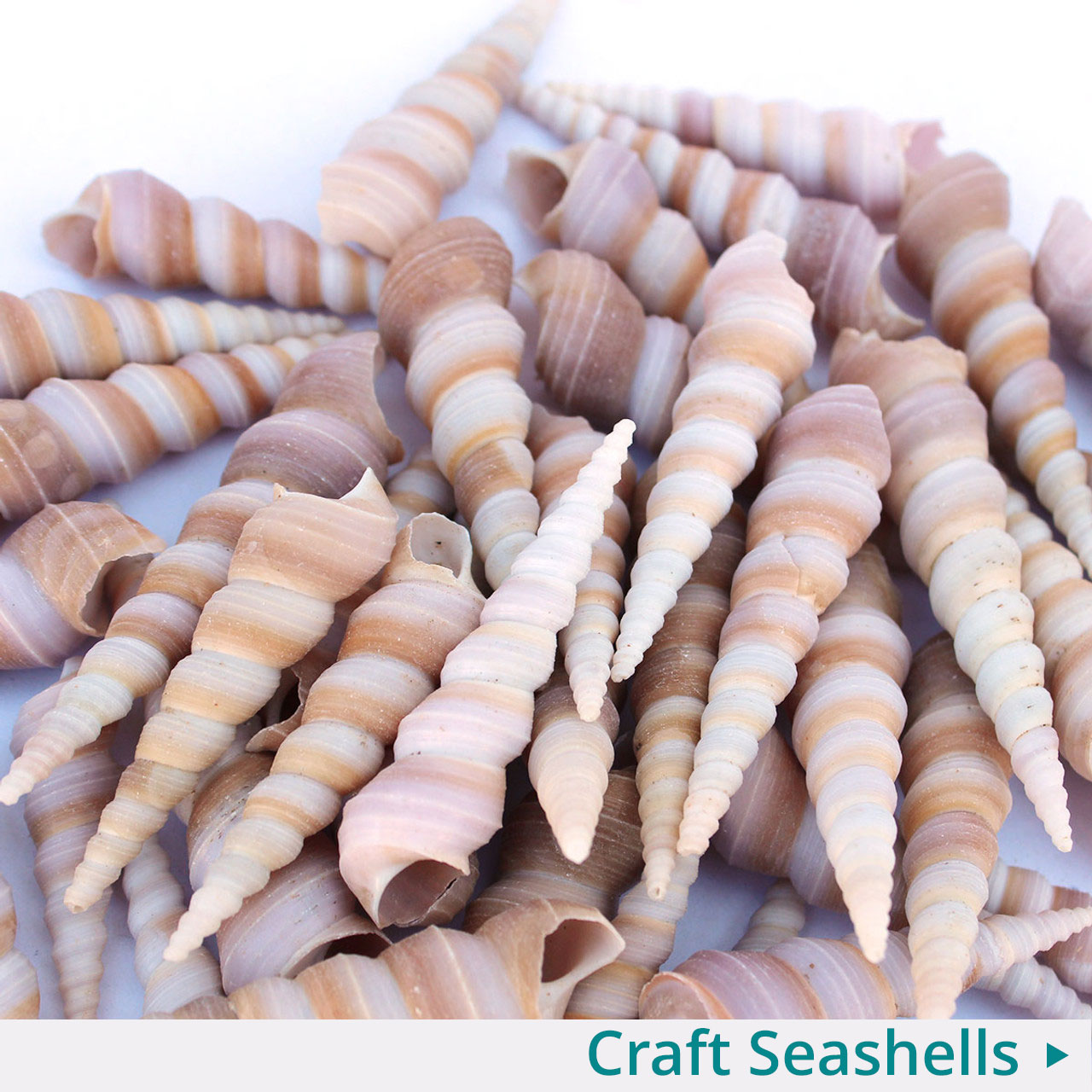 Buy Seashells, Starfish & Coastal Decor • Sage, Rocks & Crystals • California  Seashell Co