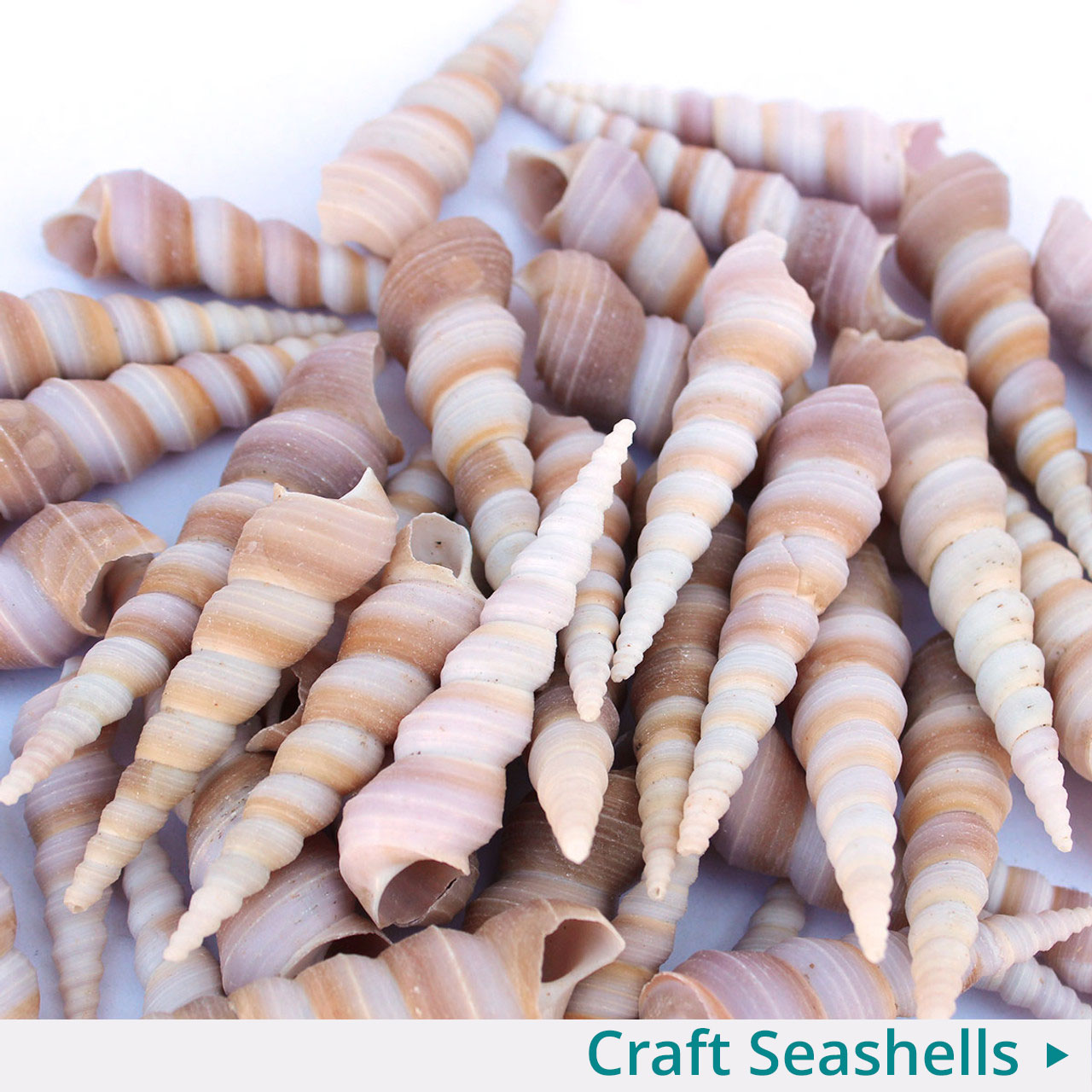 Buy Seashells, Starfish & Coastal Decor • Sage, Rocks & Crystals •  California Seashell Co