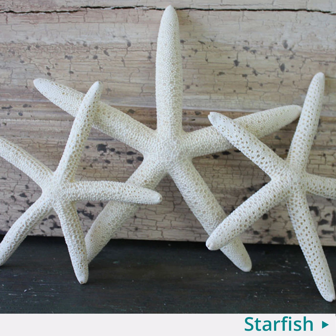 Starfish and Sea Life