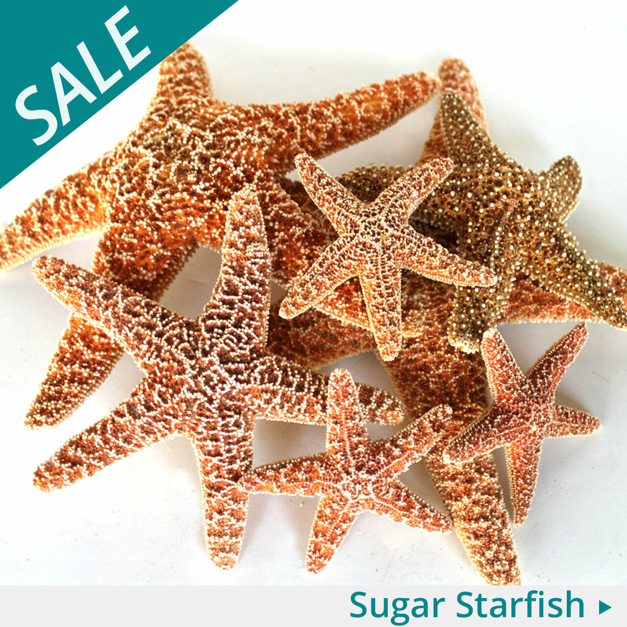 12 PCS Starfish | 2.5-6 Inch Starfish Decor | Natural Bulk Starfish Shells  Perfect for Crafts Making Beach Theme Party Wedding Decoration, Home Wall