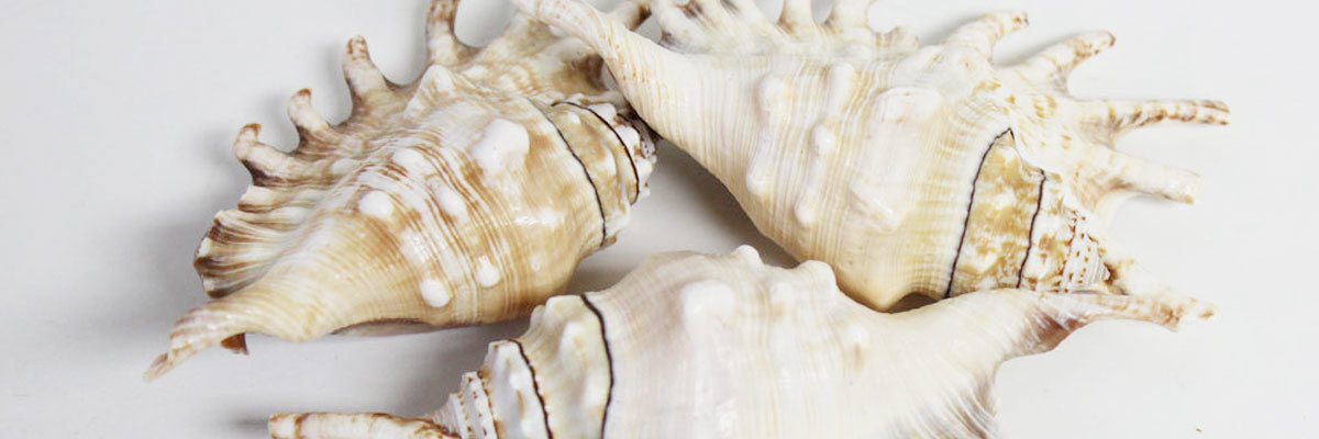 Tonna Sulcosa Shell-1 Piece-sea Shells for Crafting-tona Sea Shells-beach  Wedding Decor-large Shells-collectors Shells-she Shells-shells 