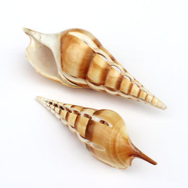 Six-Cut Tibia Curta Seashells - Sliced Craft Shells - California ...