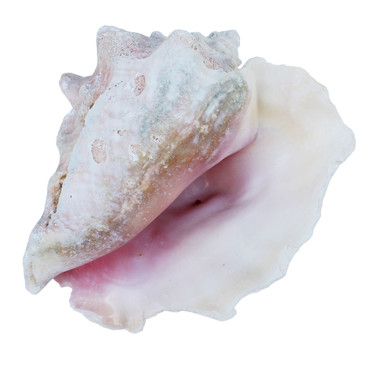 C-grade Pink Conch Slit-Back Shell- Queen Conch - California Seashell ...