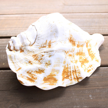 Giant Truncata Spider Conch Shell - California Seashell Company