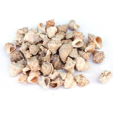 Thais Shell Thais Mutabilis Rock Shells - Hermit Crab - Small Craft Seashells ...