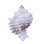 Large Pink Murex Glitter Ornament