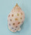 Small Spotted Bonnet Shell Glitter Christmas Ornament - Handmade in Huntington Beach, California, USA