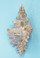 Small Brown Murex Shell Glitter Christmas Ornament - Handmade in Huntington Beach, California, USA