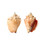 Small Conch Shells