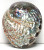 6" Polished Pink Abalone