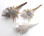 Spiny Murex Seashell 2-3"