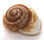 Polished Brown Land Snail Shell 3 "+