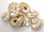 Pearl Delphina Seashells 1-1.5" - 100 Pieces